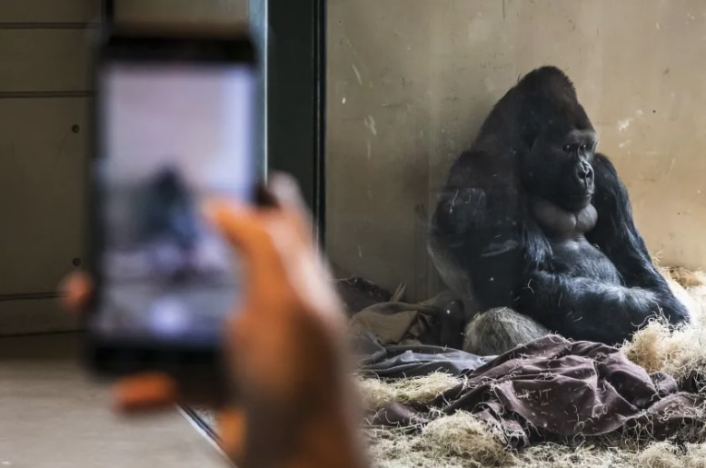 米動物園でゴリラが来園者のスマホに心奪われ「スマホ中毒」になってしまう