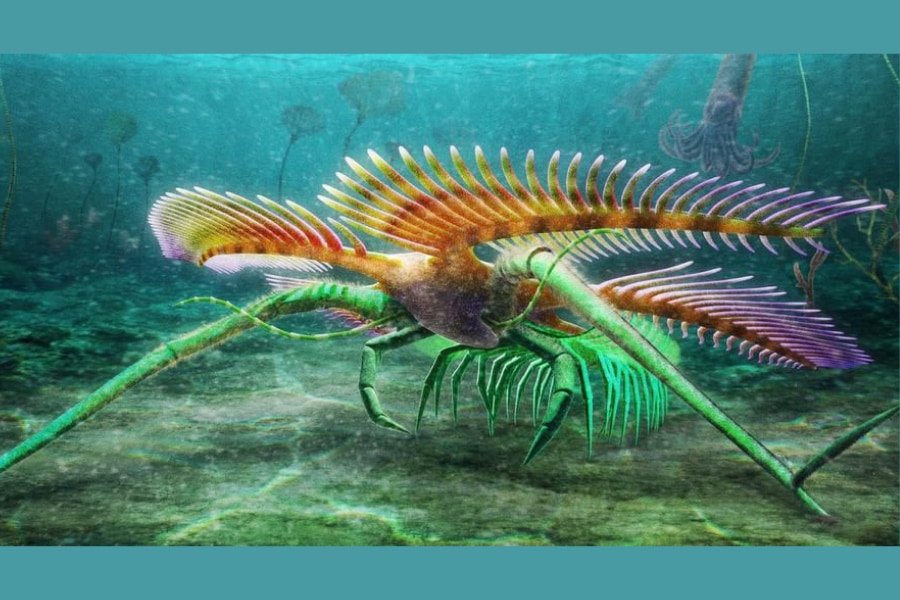 盲目で竹馬のような脚を持つ「新種の古生物」を発見！ 進化の