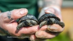 新たに生まれた2匹のゾウガメ