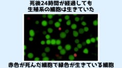 死んだ魚からでも「子孫」の作成が可能に！　死後24時間以内ならOKの画像 3/4