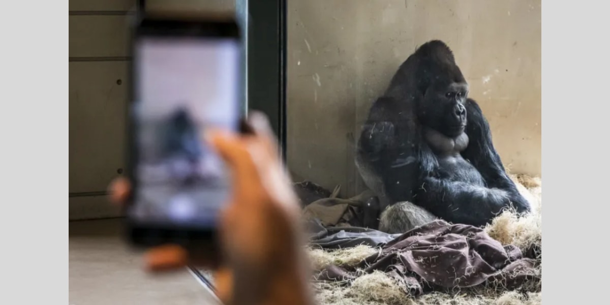 米動物園のゴリラが「スマホ中毒」になっている