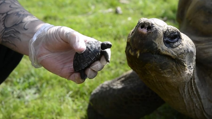 新たに生まれた赤ちゃんと父親のダーク