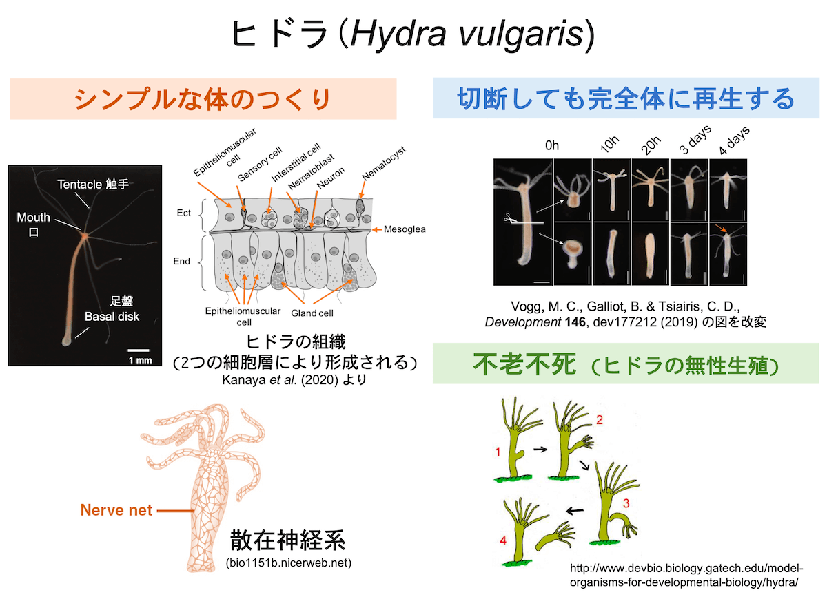 ヒドラの構造と特徴