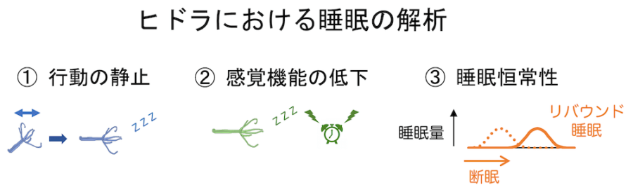 睡眠様状態がヒドラにも存在しているのかどうかを調べる