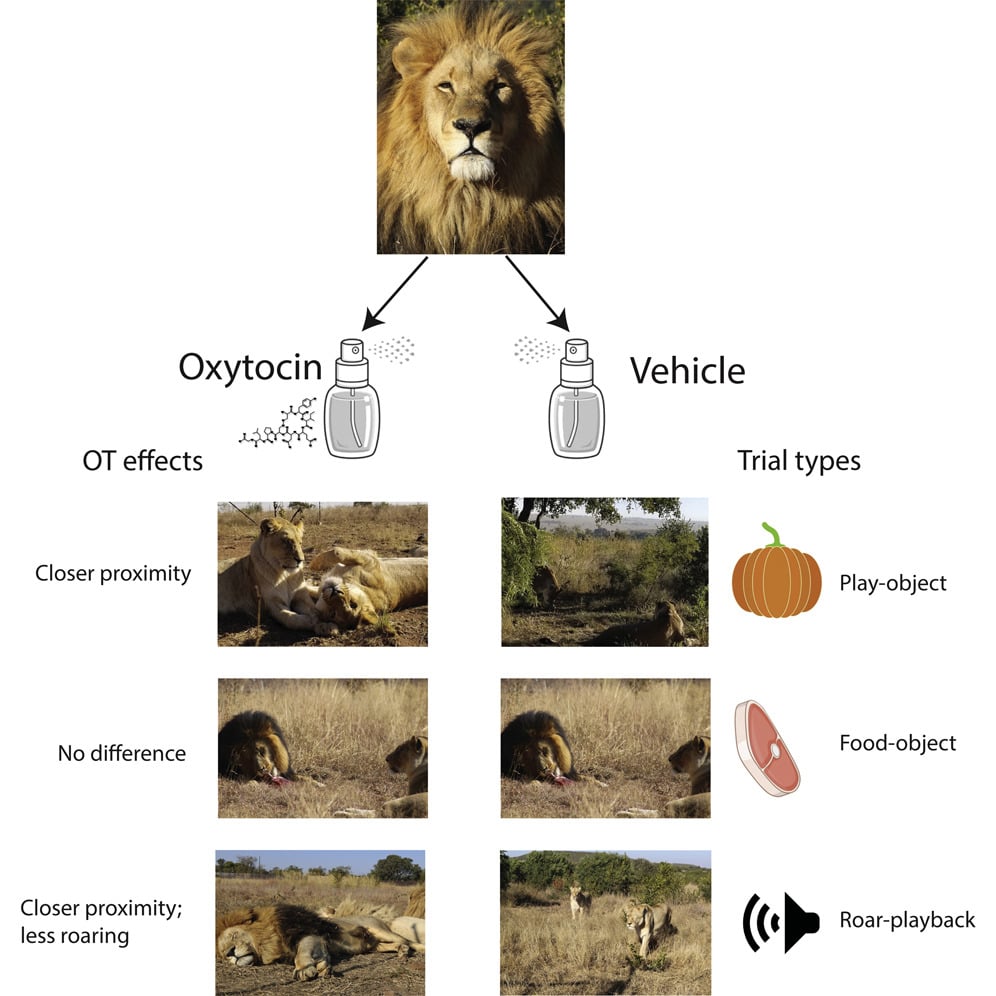 オキシトシンを散布すると仲間との距離が縮まり、咆哮も返さないが、餌があると変わらない