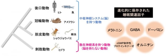 動物の系統樹：睡眠は哺乳類に限らず、魚、さらには昆虫、線虫といった幅広い動物種で観察されている。