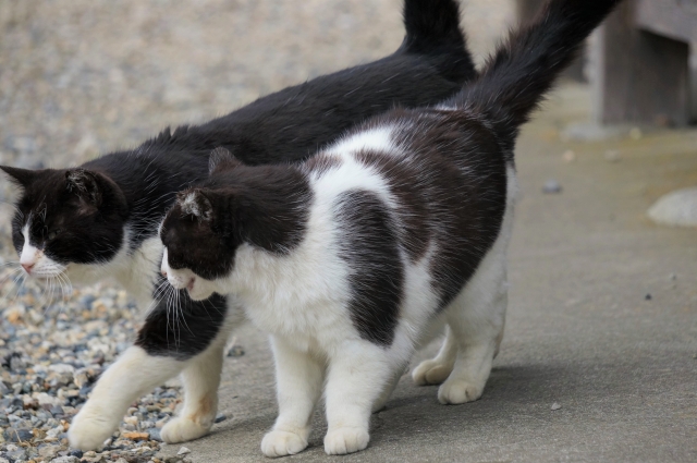 仲良しの猫