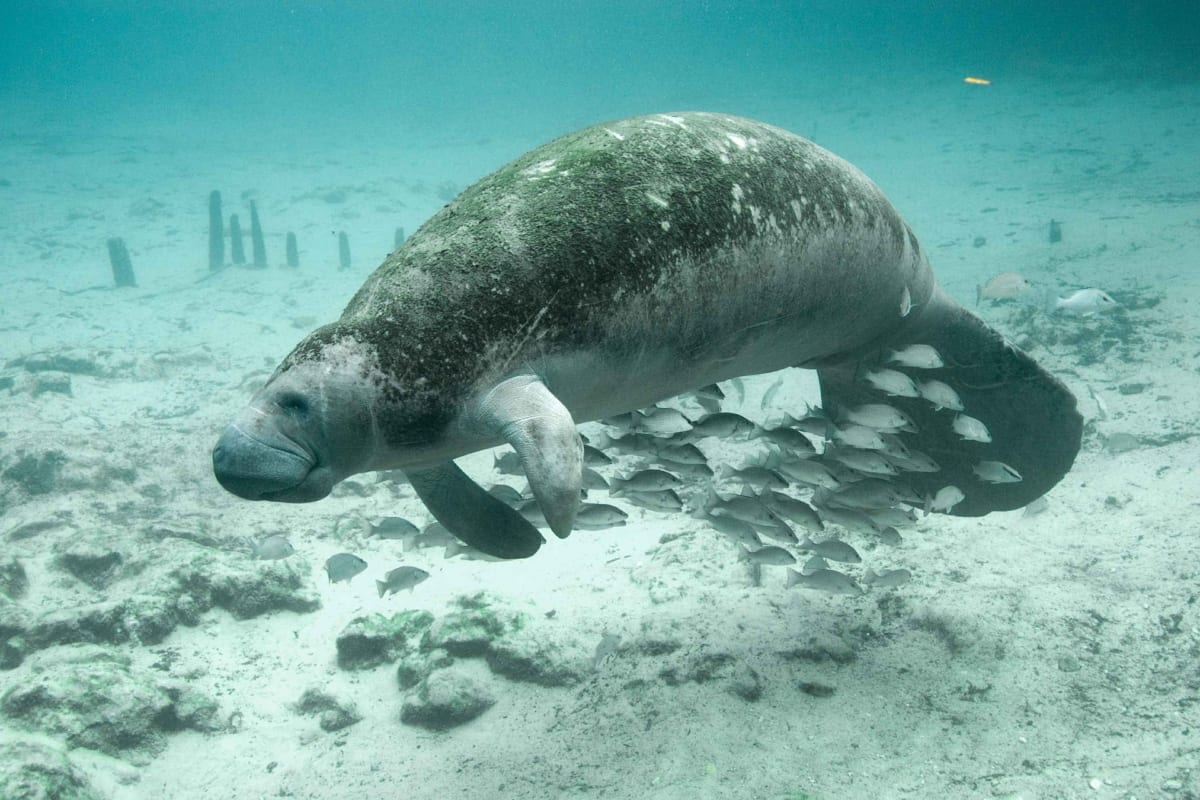 仲間を見捨てられない！　すごい理由で絶滅した動物「ステラーカイギュウ」