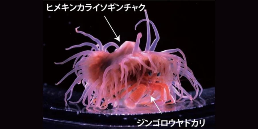 引っ越しても一緒！ ヤドカリの貝殻にくっつく新種イソギンチャク「カ