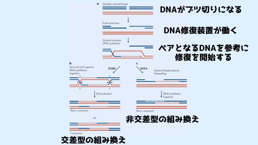 精子を作る時の減数分裂ではDNAがブツ切りになるという興味深い過程が起こり、それが組み換えにつながっていきます