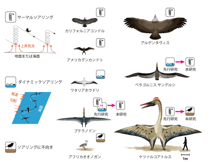 2種のソアリング飛行（ピンクの矢印は左側が従来の説、右側が今回判明した方）