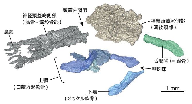 頭骨の3次元モデルの分解図