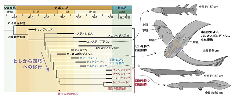 パレオスポンディルスの系統的位置