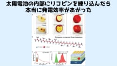 トマトのリコピンを太陽電池に練り込むと発電効率が上がると判明の画像 3/3