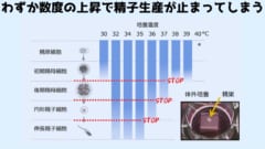 高温で精子ができなくなるメカニズムが判明！