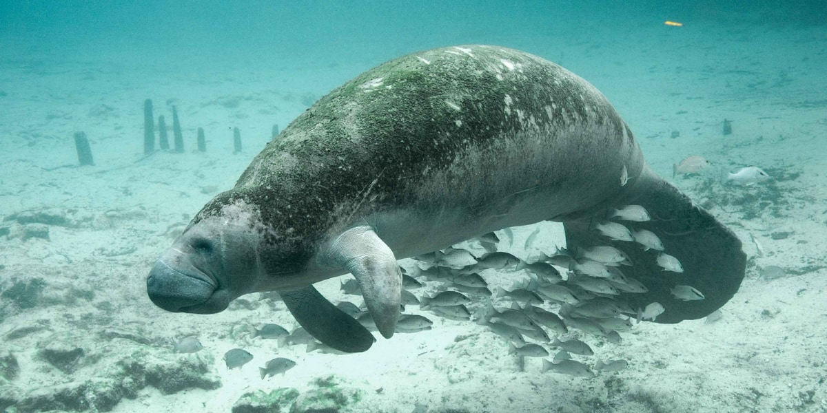 絶滅したステラーカイギュウとよく似ていると考えられる原生動物マナティ