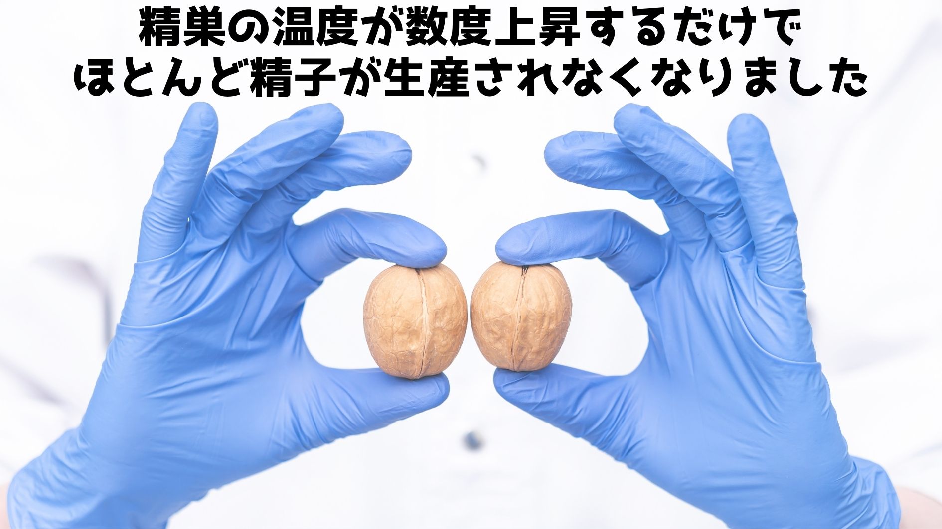 高温で精子ができなくなるメカニズムが判明！　数℃変化でもアウト