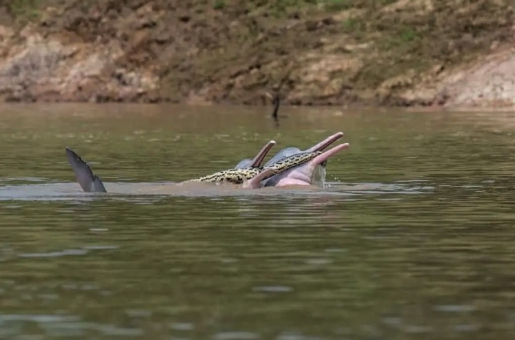 アナコンダをくわえる２頭のカワイルカ