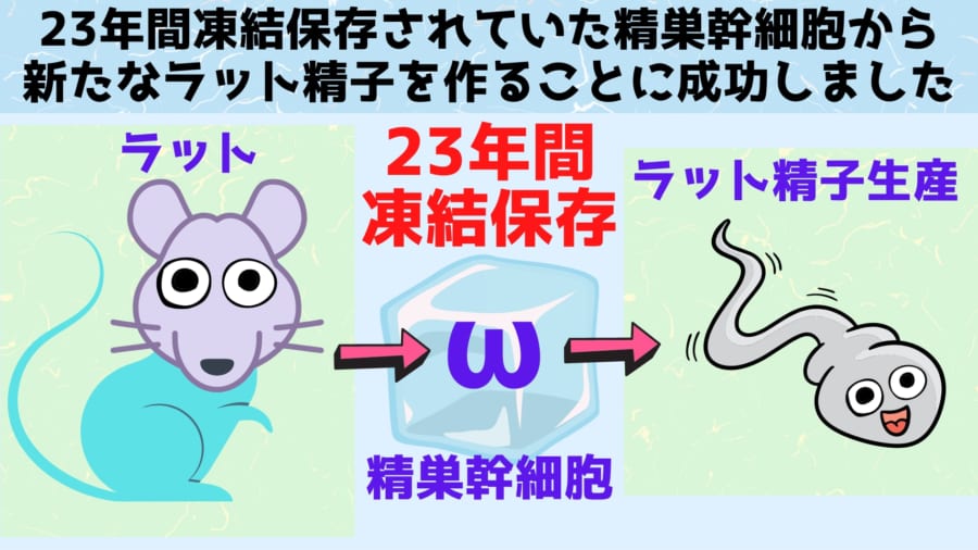 23年間凍っていた精巣幹細胞を解凍したらまだ精子生産能力があったと判明！