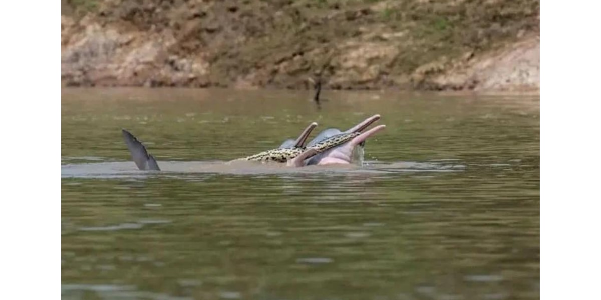 カワイルカがアナコンダをおもちゃにする衝撃の行動を目撃