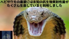 ヘビ毒やクモ毒の中に未知の細菌が生息していると判明！