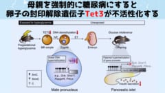 親の病気体験が子に遺伝すると判明！　親マウスの糖尿病が子に遺伝した！の画像 5/7