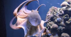 なぜメスのタコは産卵後に「自傷自殺」するのか？の画像 1/1