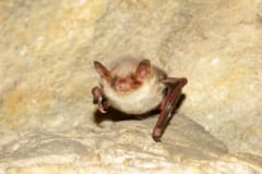 オオホオヒゲコウモリ（学名：Myotis myotis）