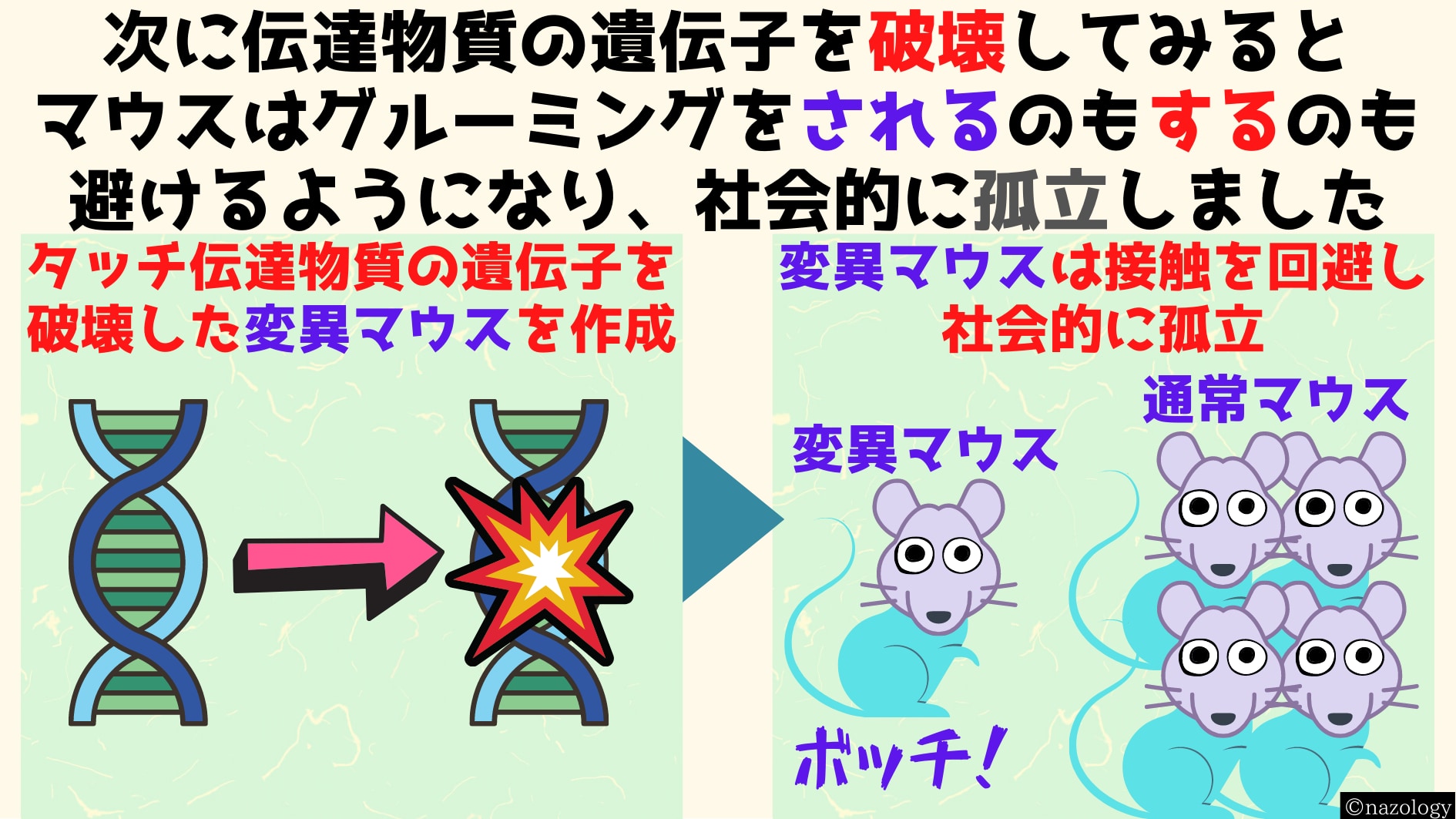 タッチの快感を伝える遺伝子が破壊されたマウスは身体的接触を行わなくなり社会的に孤立しました