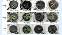 本物の「月の土」で植物栽培に成功！