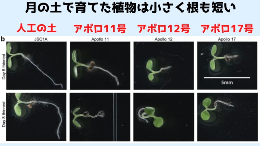 月の土で育てられた植物は生育状態があまりよくない