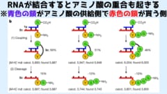 RNAの結合によってアミノ酸が重合していく