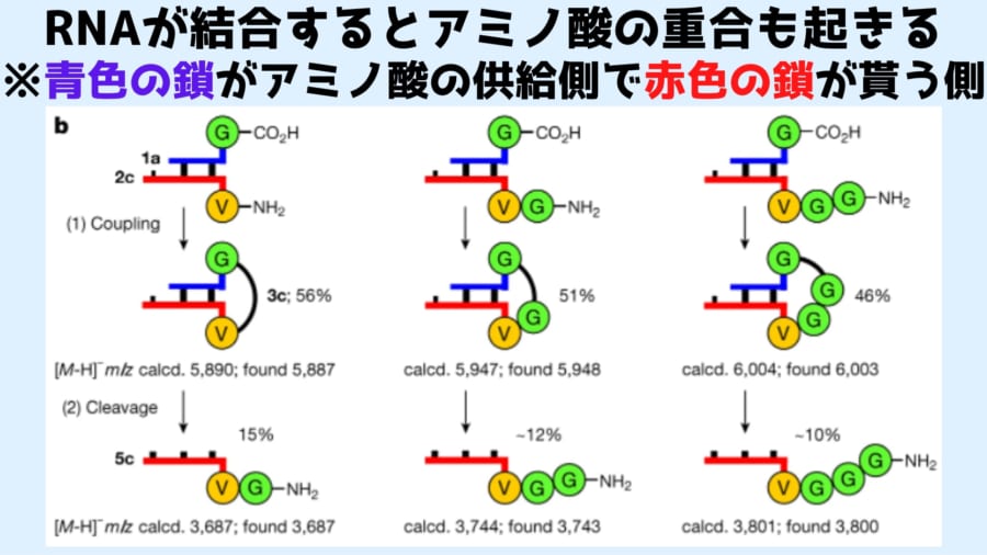 RNAの結合によってアミノ酸が重合していく