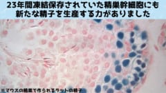 23年間凍っていた精巣幹細胞を解凍したらまだ精子生産能力があったと判明！