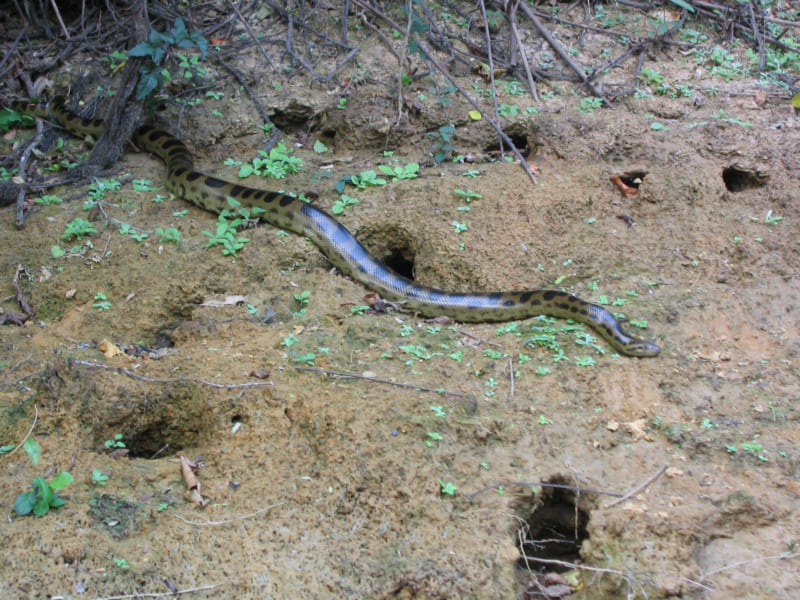 ベニアナコンダ（Eunectes beniensis）