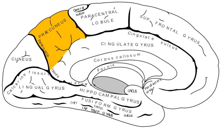オレンジ色の所が楔前部（左大脳半球の内側面、右側が前頭葉）