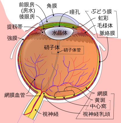 眼球の断面図