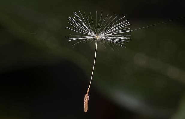 タンポポの種