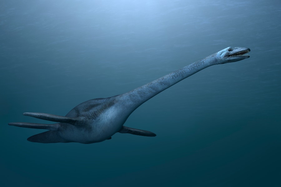 プレシオサウルス類 - Wikipedia 首長竜 化石 プレシオサウルス [PS28