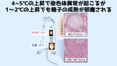 精巣の温度が1～2℃上がるだけでも精子の成熟が邪魔される