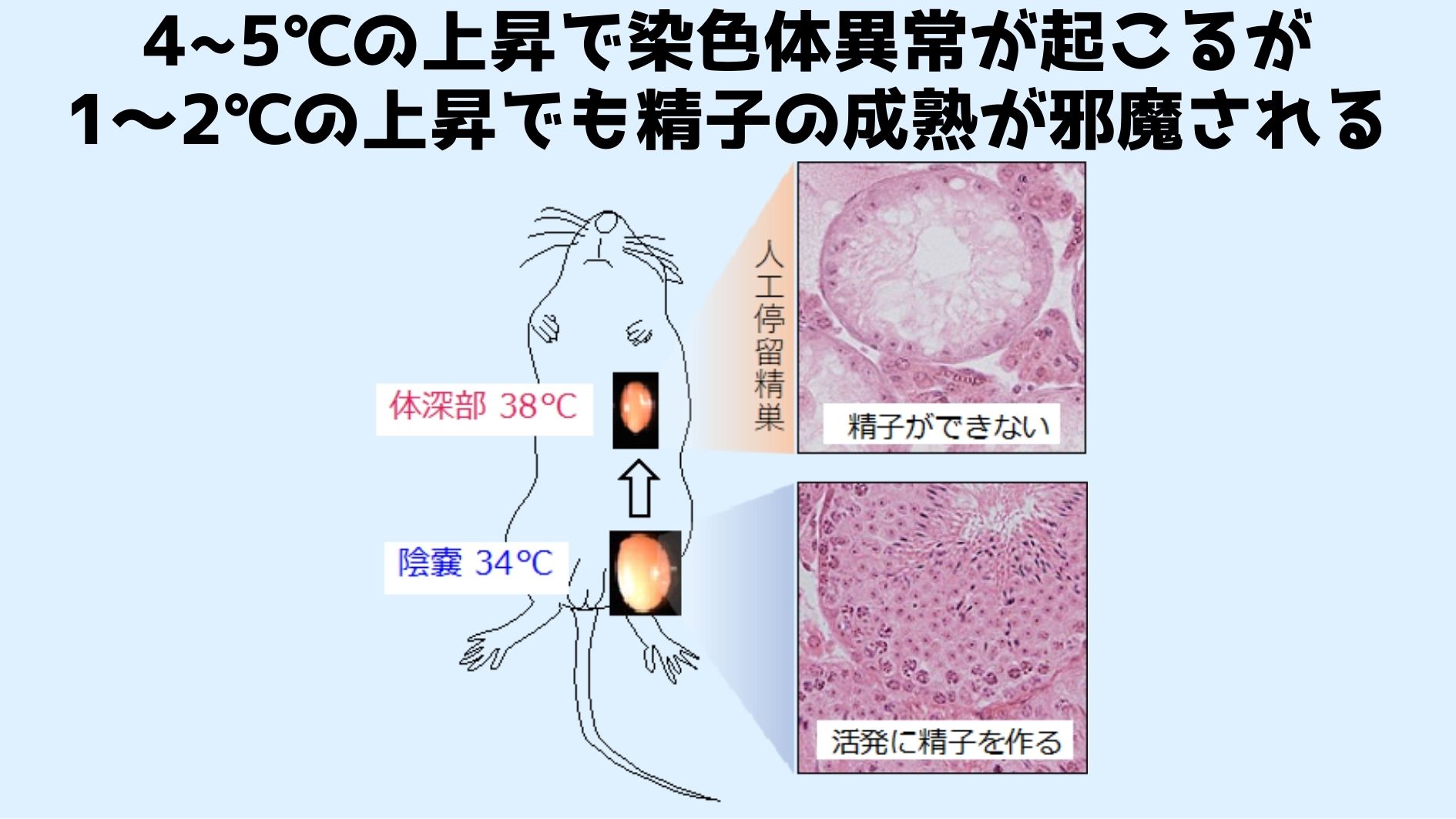 精巣の温度が1～2℃上がるだけでも精子の成熟が邪魔される