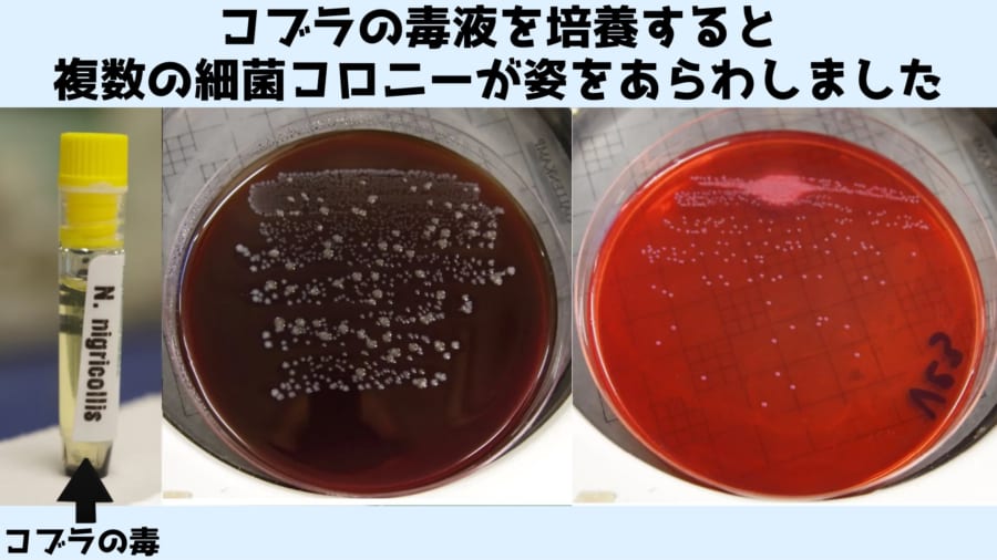 ヘビ毒やクモ毒の中に未知の細菌が生息していると判明！