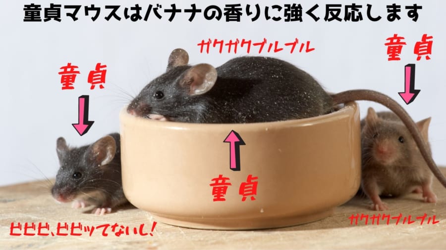 童貞マウスは「バナナの香り」にビビりやすい