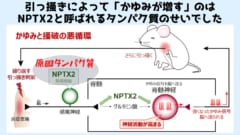 皮膚を引っ掻くと「かゆみを増す」タンパク質が生産されていた