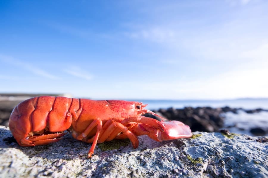 海底ケーブルの電磁波でエビの赤ちゃんが「カナヅチ」になると判明！