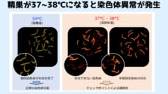 精巣の温度が数℃上昇すると染色体異常が発生し細胞死を引き起こすため精子ができなくなる