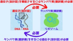 遺伝子を機能させるには翻訳機が必要で翻訳機を作るには遺伝子が必要