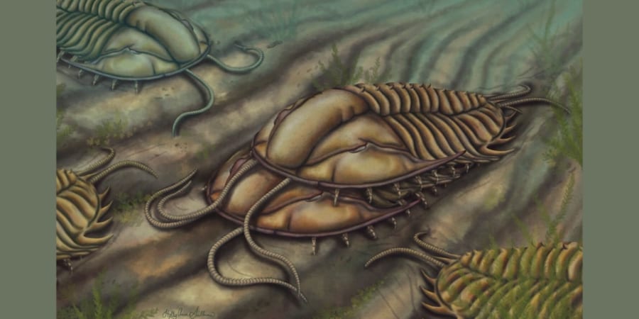 三葉虫　化石　古代生物 三葉虫の化石・意味と効果