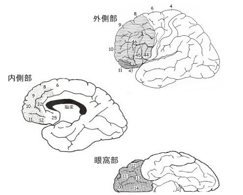 ヒト前頭前野の外側・内側・眼窩面