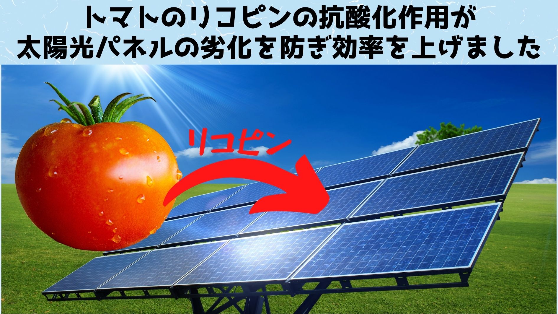 トマトのリコピンを太陽電池に練り込むと発電効率が上がると判明の画像 1/3